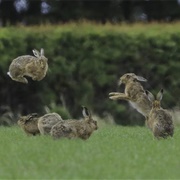 A Down of Hares