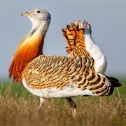 Bustards