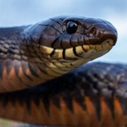 Indigo Snake