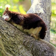 Matschie&#39;s Tree Kangaroo