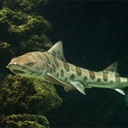 Leopard Shark