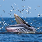 Bryde&#39;s Whale