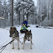 Husky Riding