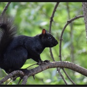 Black Squirrel