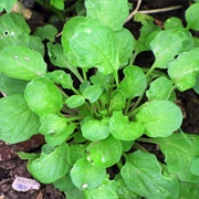 Garlic Pennycress