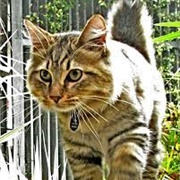 American Bobtail