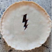 Lightning Top Crust