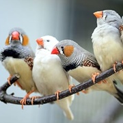 A Charm of Finches