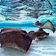 A Fever of Stingrays