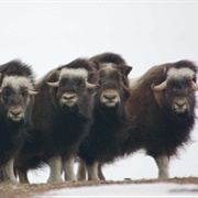 A Cabinet of Yak