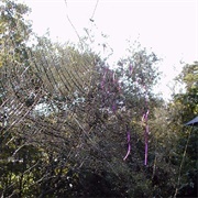 Interdimensional Spider Web