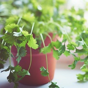 Cilantro Plant