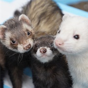 A Trouser of Ferrets