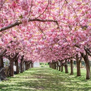 Brooklyn Botanic Garden, New York