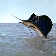 Sail Fish