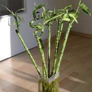 Chinese Water Bamboo