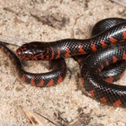 Mud Snake