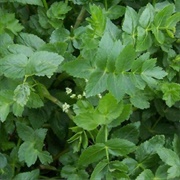 Sedanina (Water Celery)