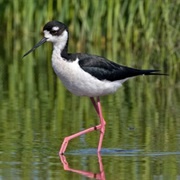 Black Necked Stilt