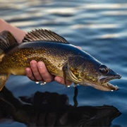 Walleye