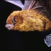 Javan Pipistrelle