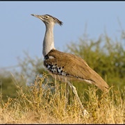 Kori Bustard