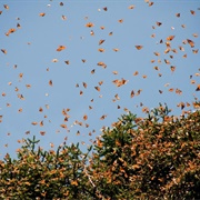 Monarch Butterfly Biosphere Reserve, Mexico