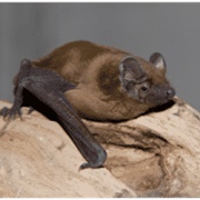 Noctule