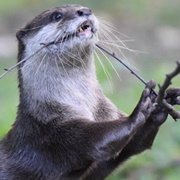 Asian Small-Clawed Otter