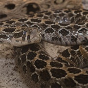 Lance Head Rattlesnake