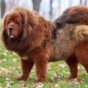 Tibetan Mastiff