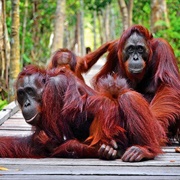 Tanjung Puting, Indonesia