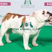 Bulldog