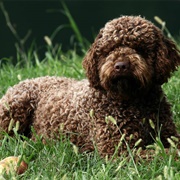 Lagotto Romagnolo