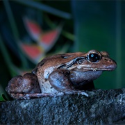 Mountain Chicken Frog