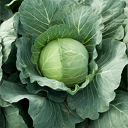 Cabbage