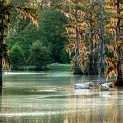 Bayou Louisiana