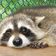 Racoon