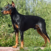 German Pinscher