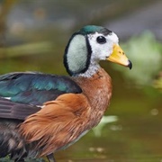 African Pygmy Goose