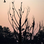 Sandy Island Preserve