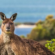 Kangaroo Island Kangaroo