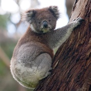 Queensland Koala