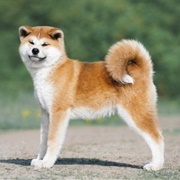 Akita