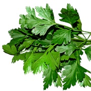 Flat-Leaf Parsley