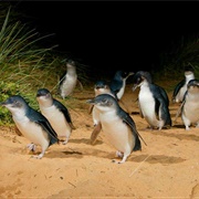 Penguin Parade at Phillip Island