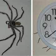 Clock Spider