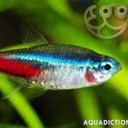 Neon Tetra