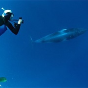 Swim With Minke Whales in Port Douglas