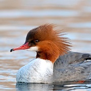 Common Merganser